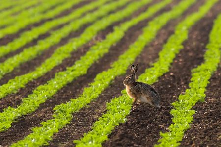 Hare sitting in a field in the morning sunの写真素材