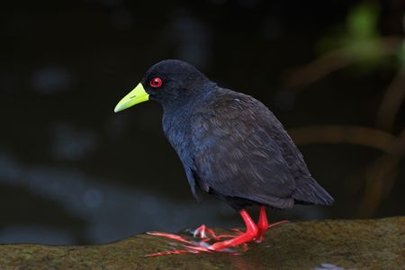 Black Crake standing in a stream. The shot was taken in Kruger Park, South Africaの写真素材