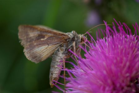 Closeup of a moth sitting and feeding on a lilac flower.の写真素材