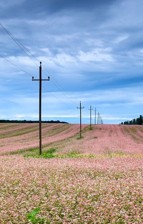 Power line leading through a field of pink flowers.の写真素材