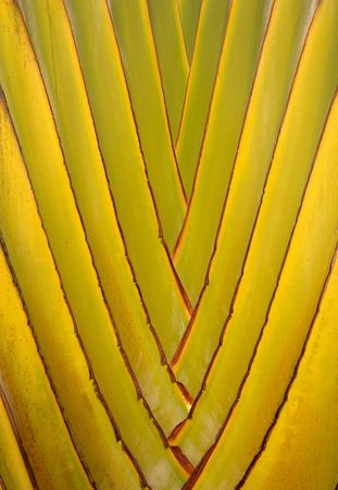 Closeup of a palm tree.の写真素材