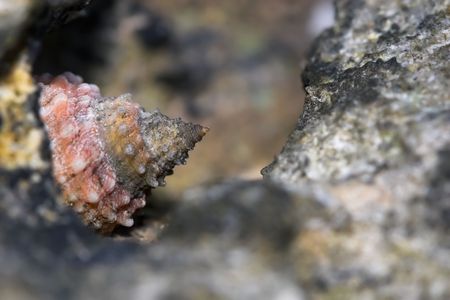 Closeup of a snail clinging to a rock.