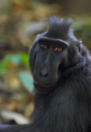 Crested black macaque in Tangkoko forest (North Sulawesi; Indonesia).の写真素材