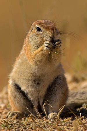 Portrait of a whistling rat feeding in the Kalahari- the shot was taken in the Kgalagadi Transfrontier Park, South Africaの写真素材
