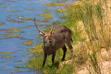Portrait of a waterbuck standing in a river bed.の写真素材