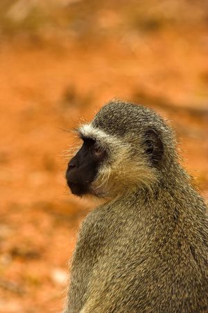Portrait of a vervet monkey - the shot was taken in the Kruger Park, South Africaの写真素材