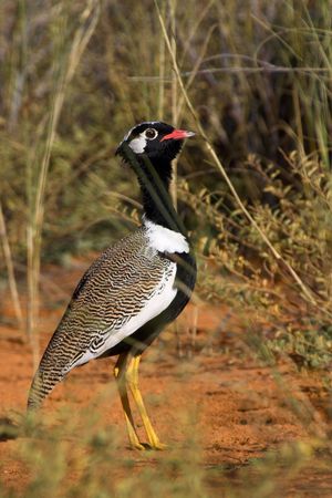 Portrait of a black bustard - the shot was taken in the Kruger Park, South Africaの写真素材