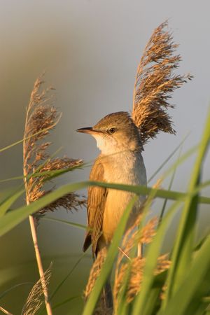 Portrait of a great reed warbler perching on a reed in the early morning light.の写真素材