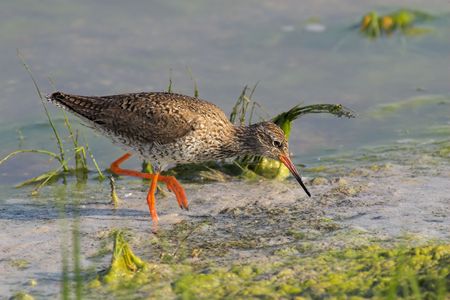 Portrait of a common redshank searching for food in a shallow pond.