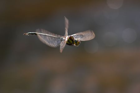 Closeup of a dragonfly in mid flight.