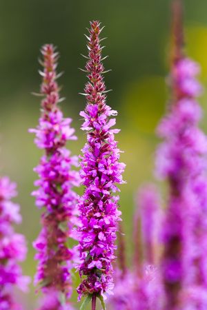 Closeup of flowers against a green background.の写真素材