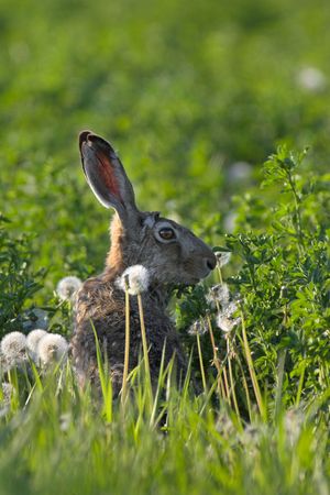 Picture of a hare sitting in a field- the photo was taken in the early morning.