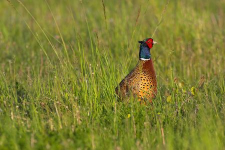 Picture of a male pheasant sitting in a green meadow.の写真素材