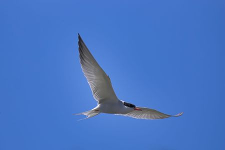 Picture of common tern flying with its wings spread.の写真素材