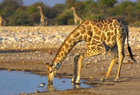 Drinking giraffe at a waterhole - the shot was taken in Etosha Park, Namibia.の写真素材