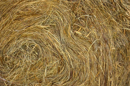 Closeup of a haystack, individual blades can be seen.の写真素材