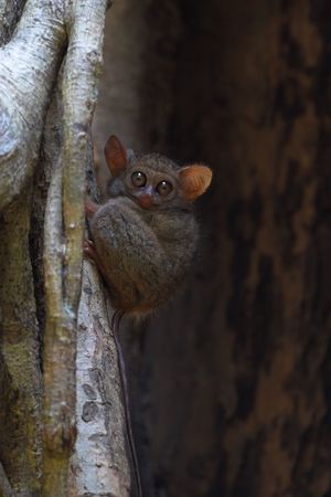 Spectral tarsier in a tree at Tangkoko forest (North Sulawesi, Indonesia).の写真素材
