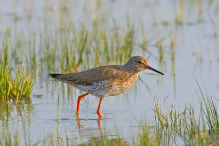 Portrait of a redshank (tringa totanus).の写真素材
