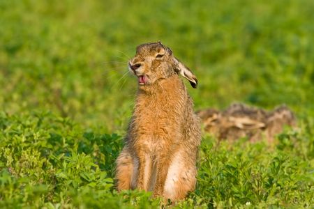 Portrait of a sitting brown hare (lepus europaeus).