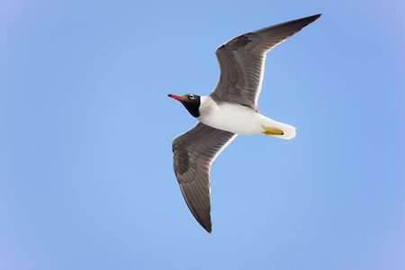 Photo of a black-headed gull in flight.