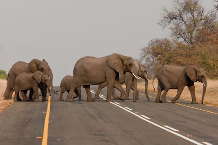 Group of wild elephants in southern Africa.の写真素材