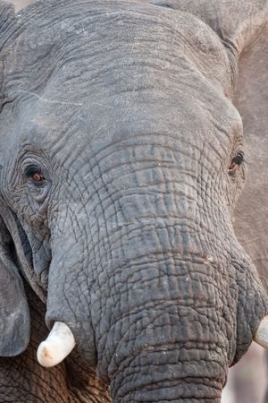 Portrait of a wild elephant in southern Africa.の写真素材