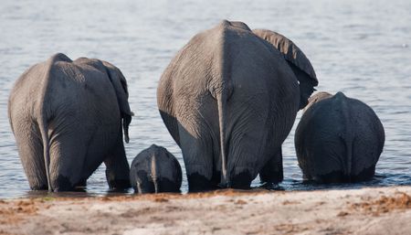 Group of wild elephants at a waterhole.の写真素材