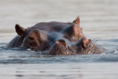 Portrait of wild hippo at a waterhole.の写真素材