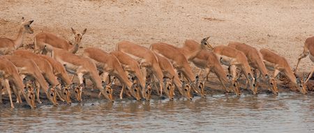 Drinking impalas standing at a waterhole.の写真素材