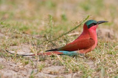 Portrait of a bee-eater in southern Africa.の写真素材