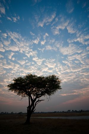 Accacia tree in the early morning light.の写真素材