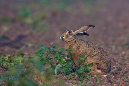 Portrait of a sitting brown hare (lepus europaeus).の写真素材