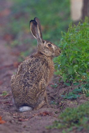 Portrait of a sitting brown hare (lepus europaeus).の写真素材
