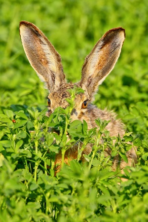 Portrait of a sitting brown hare (lepus europaeus).