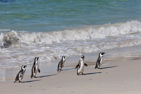 African penguins (spheniscus demersus) at the Boulders colony in Cape Town, South Africa.の写真素材