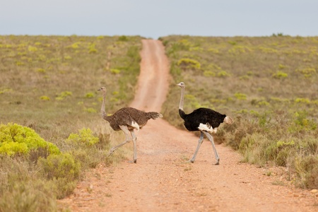 Couple of ostriches (struthio camelus) at the Bontebok National Park in South Africa.の写真素材