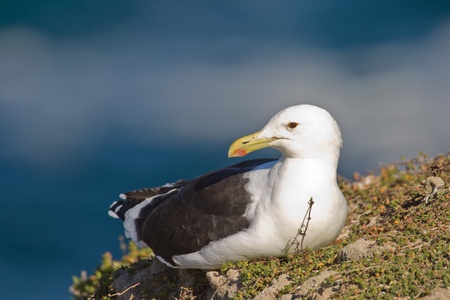 Cape gull (larus vetula) at Robberg Nature Reserve in South Africa.の写真素材