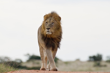 Male lion (leo panthera) at the Addo Elephant Park in South Africa.の写真素材