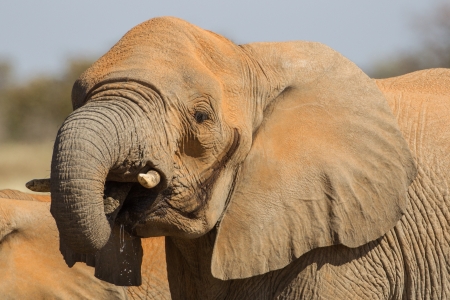 African Elephant in Etosha National Park, Namibiaの写真素材