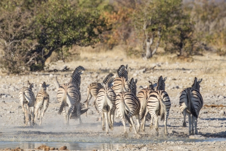 Burchell's zebra in Etosha National Park, Namibiaの写真素材