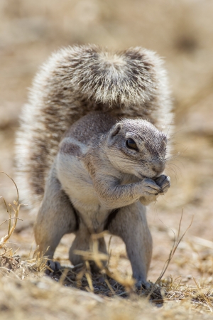 Cape ground squirrel in Etosha National Park, Namibiaの写真素材