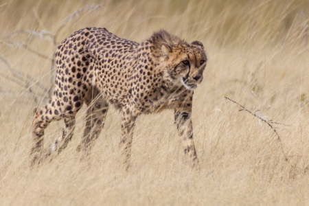 Cheetah in Etosha National Park, Namibiaの写真素材