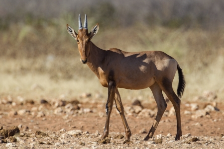 Hartebeest in Etosha National Park, Namibiaの写真素材
