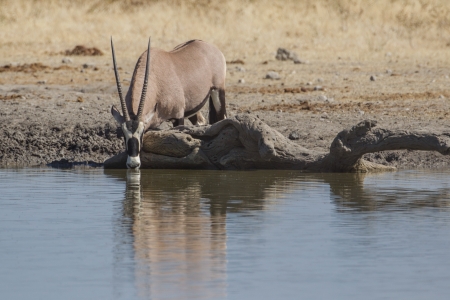 Oryx  in Etosha National Park, Namibiaの写真素材