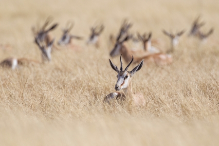 Springbuck in Etosha National Park, Namibiaの写真素材