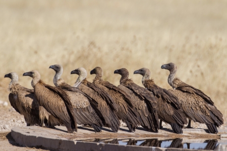 White-backed vulture in Etosha National Park, Namibiaの写真素材