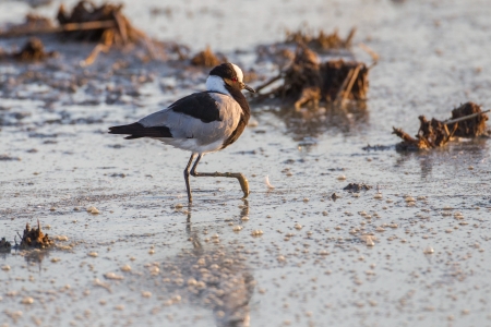 Blacksmith plover in Etosha National Park, Namibiaの写真素材
