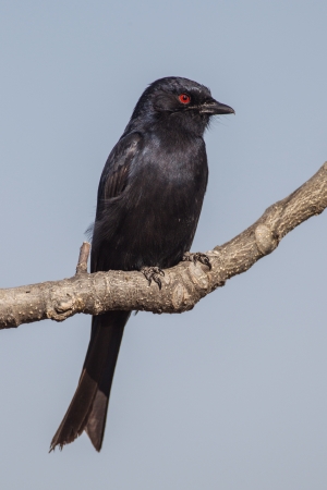 Fork-tailed drongo in Etosha National Park, Namibiaの写真素材