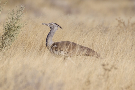 Riesentrappe (Kori bustard, Ardeotis kori)の写真素材