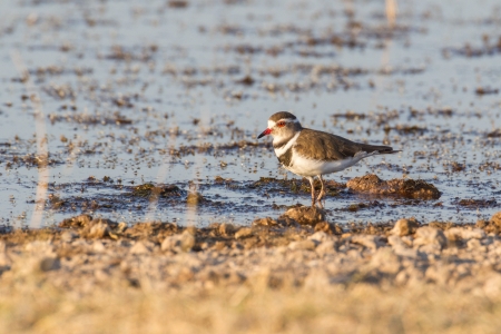 Three-banded plover in Etosha National Park, Namibiaの写真素材